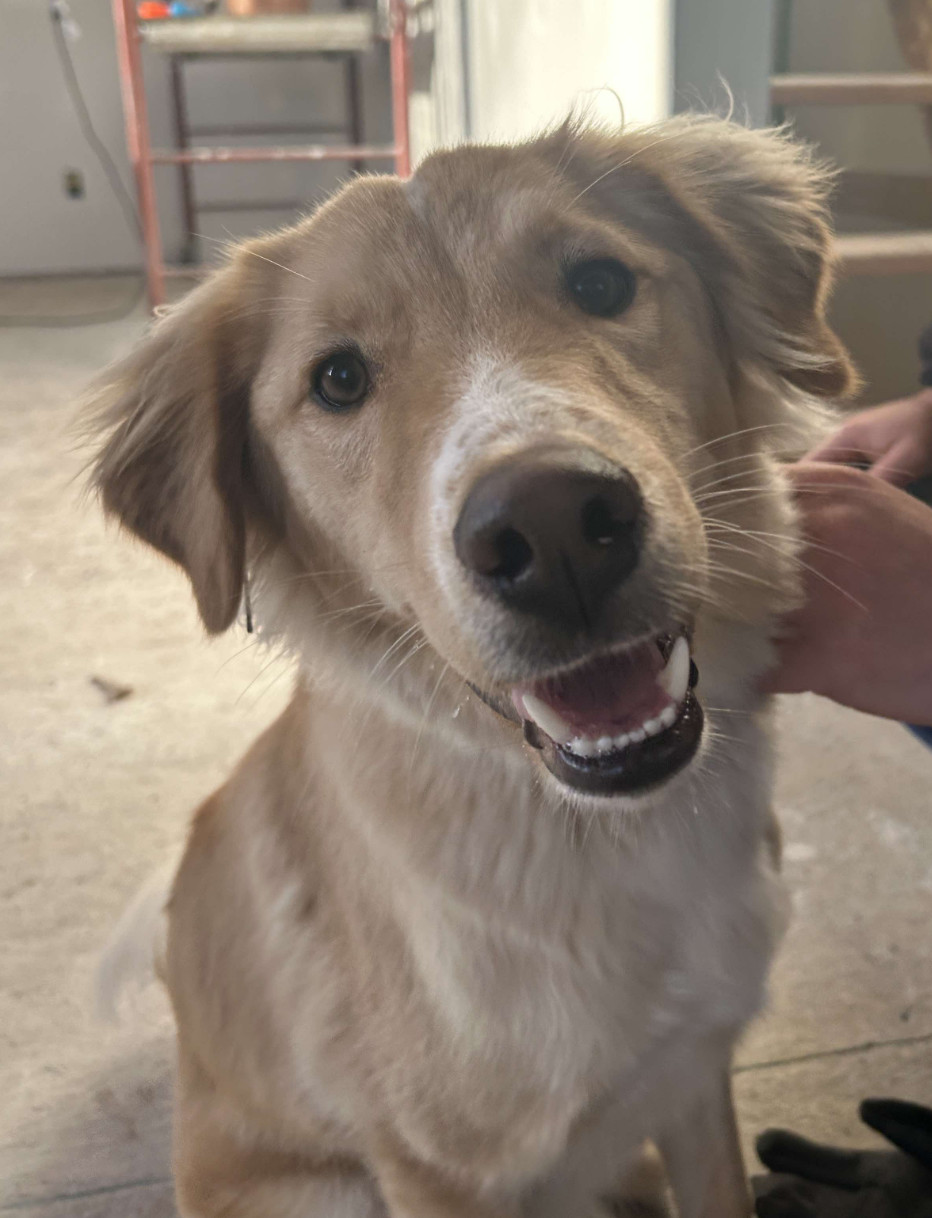 Mangosteen, an adoptable Brittany Spaniel, Labrador Retriever in Anchorage, AK, 99503 | Photo Image 2