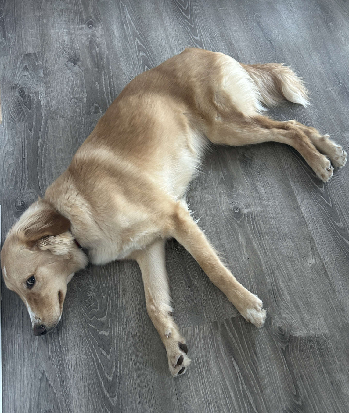 Mangosteen, an adoptable Brittany Spaniel, Labrador Retriever in Anchorage, AK, 99503 | Photo Image 3
