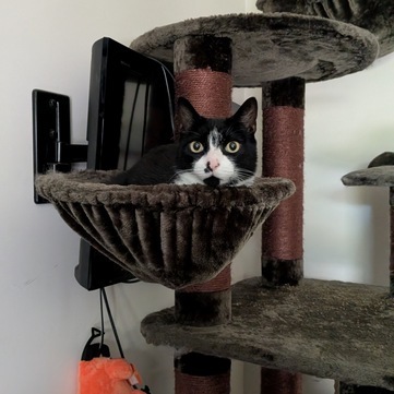Lego, an adoptable Domestic Short Hair in Portland, OR, 97221 | Photo Image 2