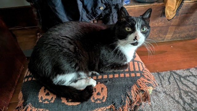 Lego, an adoptable Domestic Short Hair in Portland, OR, 97221 | Photo Image 4