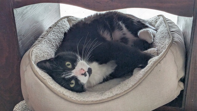 Lego, an adoptable Domestic Short Hair in Portland, OR, 97221 | Photo Image 5