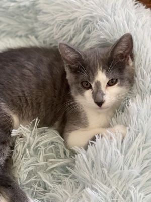 Zu, Young Female Domestic Medium Hair