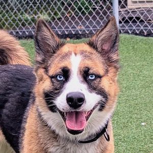 Petra, Adult Female Siberian Husky