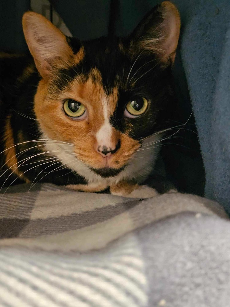Paloma, an adoptable Domestic Short Hair in Shell Lake, WI, 54871 | Photo Image 1