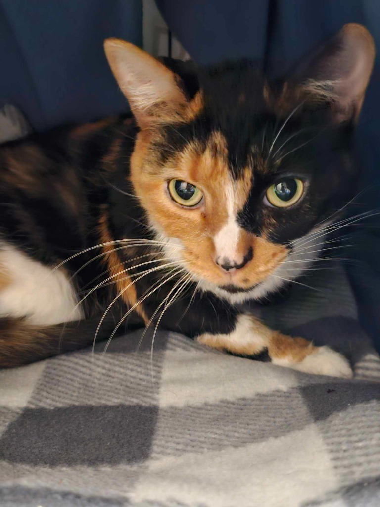 Paloma, an adoptable Domestic Short Hair in Shell Lake, WI, 54871 | Photo Image 2