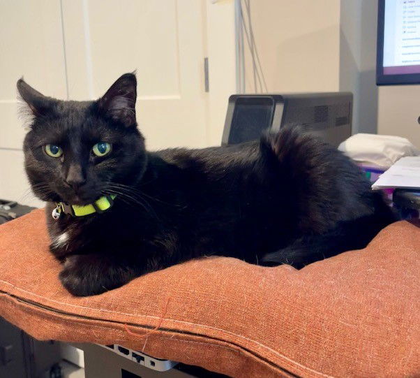 Pandora, an adoptable Domestic Short Hair in Traverse City, MI, 49686 | Photo Image 1