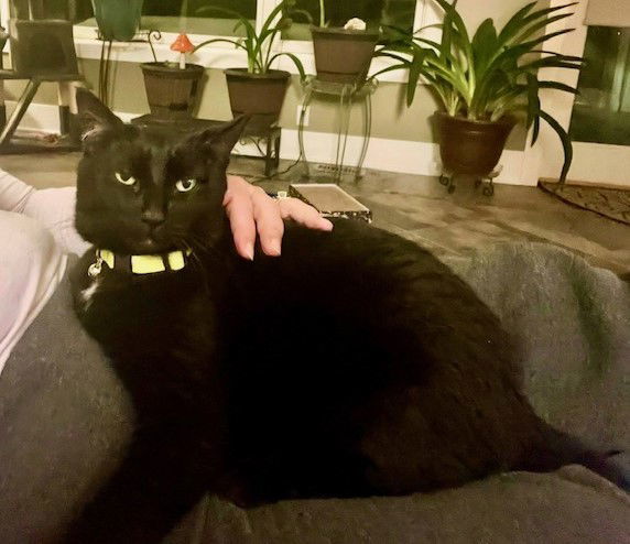 Pandora, an adoptable Domestic Short Hair in Traverse City, MI, 49686 | Photo Image 2