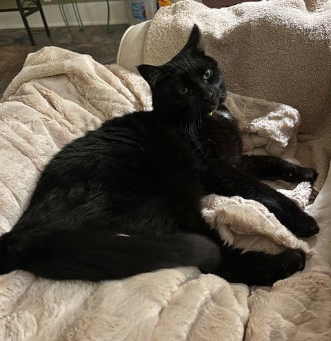 Pandora, an adoptable Domestic Short Hair in Traverse City, MI, 49686 | Photo Image 3