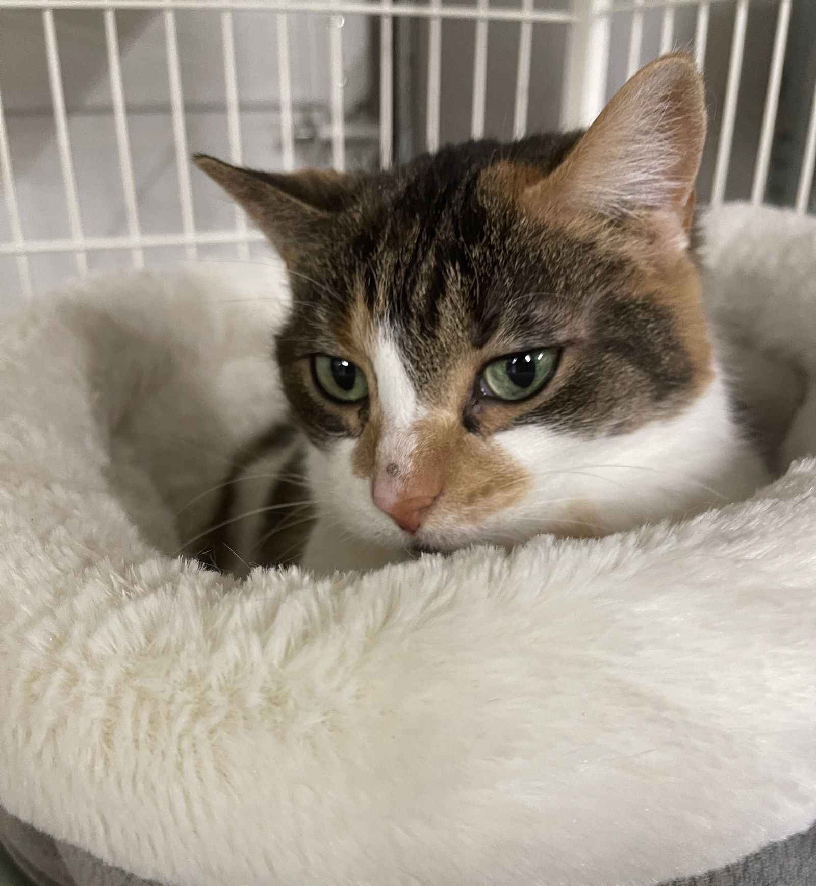 Annabelle, an adoptable Domestic Short Hair, Calico in Traverse City, MI, 49686 | Photo Image 1
