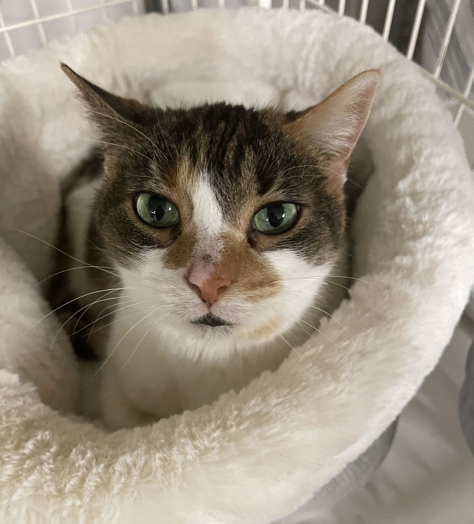 Annabelle, an adoptable Domestic Short Hair, Calico in Traverse City, MI, 49686 | Photo Image 2