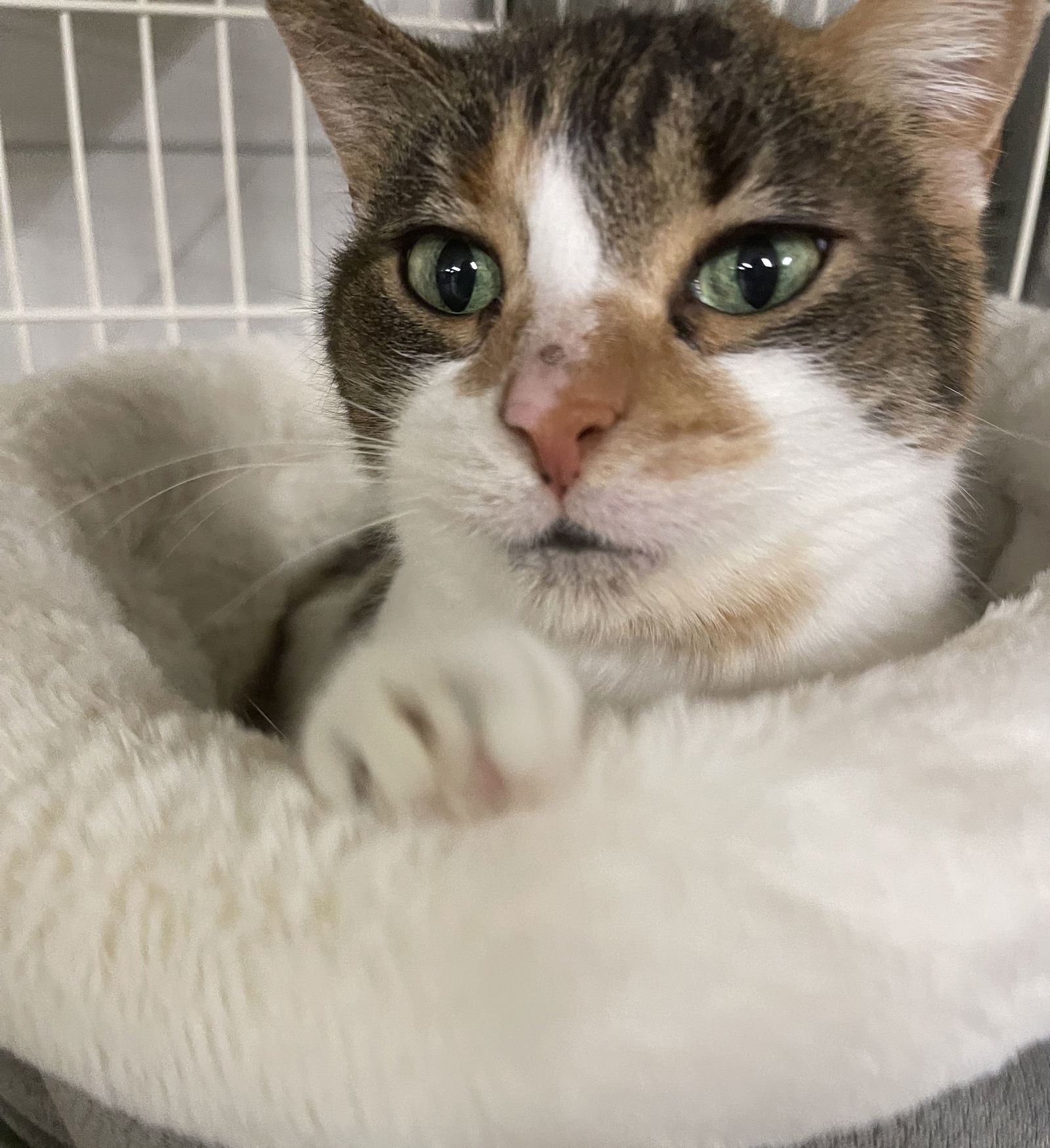 Annabelle, an adoptable Domestic Short Hair, Calico in Traverse City, MI, 49686 | Photo Image 3