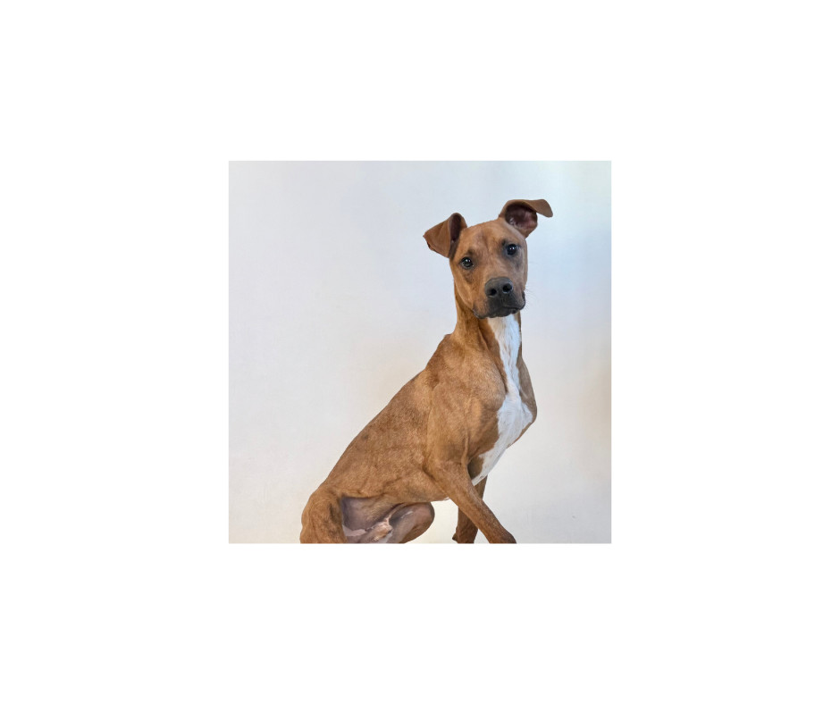 Max, an adoptable Plott Hound, Mixed Breed in Dillon, MT, 59725 | Photo Image 1
