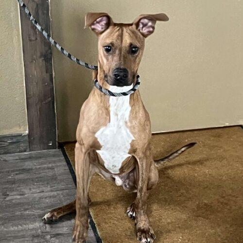 Max, an adoptable Plott Hound, Mixed Breed in Dillon, MT, 59725 | Photo Image 2