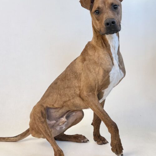 Max, an adoptable Plott Hound, Mixed Breed in Dillon, MT, 59725 | Photo Image 3