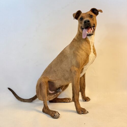 Max, an adoptable Plott Hound, Mixed Breed in Dillon, MT, 59725 | Photo Image 3