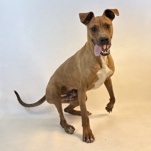 Max, an adoptable Plott Hound, Mixed Breed in Dillon, MT, 59725 | Photo Image 4