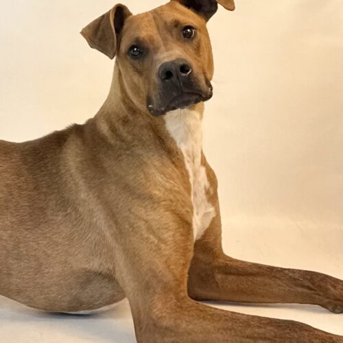 Max, an adoptable Plott Hound, Mixed Breed in Dillon, MT, 59725 | Photo Image 5