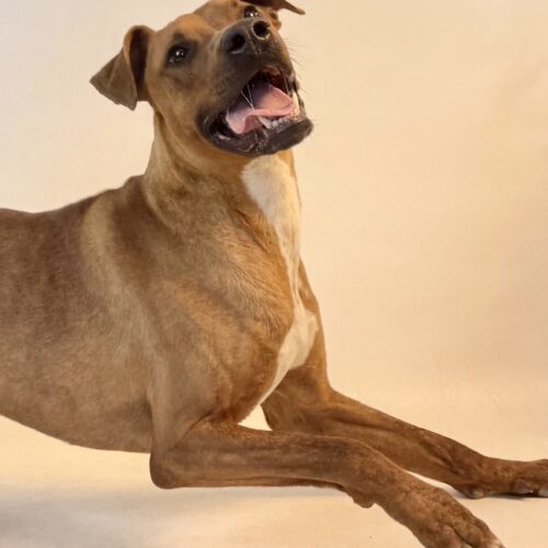 Max, an adoptable Plott Hound, Mixed Breed in Dillon, MT, 59725 | Photo Image 6
