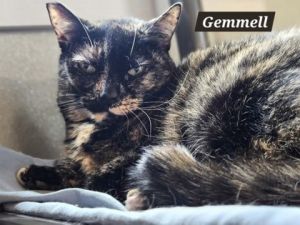 Gemmill, Young Female unknown