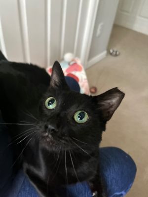Truffles, Adult Female Domestic Short Hair