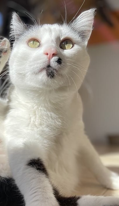 Marilyn, an adoptable Domestic Short Hair in Ogden, UT, 84409 | Photo Image 1