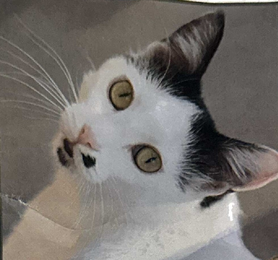 Marilyn, an adoptable Domestic Short Hair in Ogden, UT, 84409 | Photo Image 2