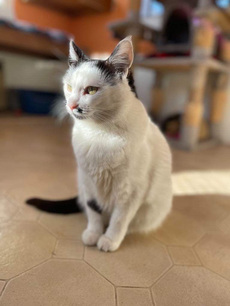 Marilyn, an adoptable Domestic Short Hair in Ogden, UT, 84409 | Photo Image 4