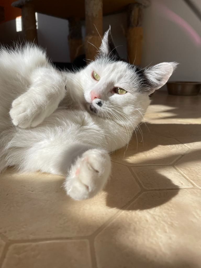 Marilyn, an adoptable Domestic Short Hair in Ogden, UT, 84409 | Photo Image 5