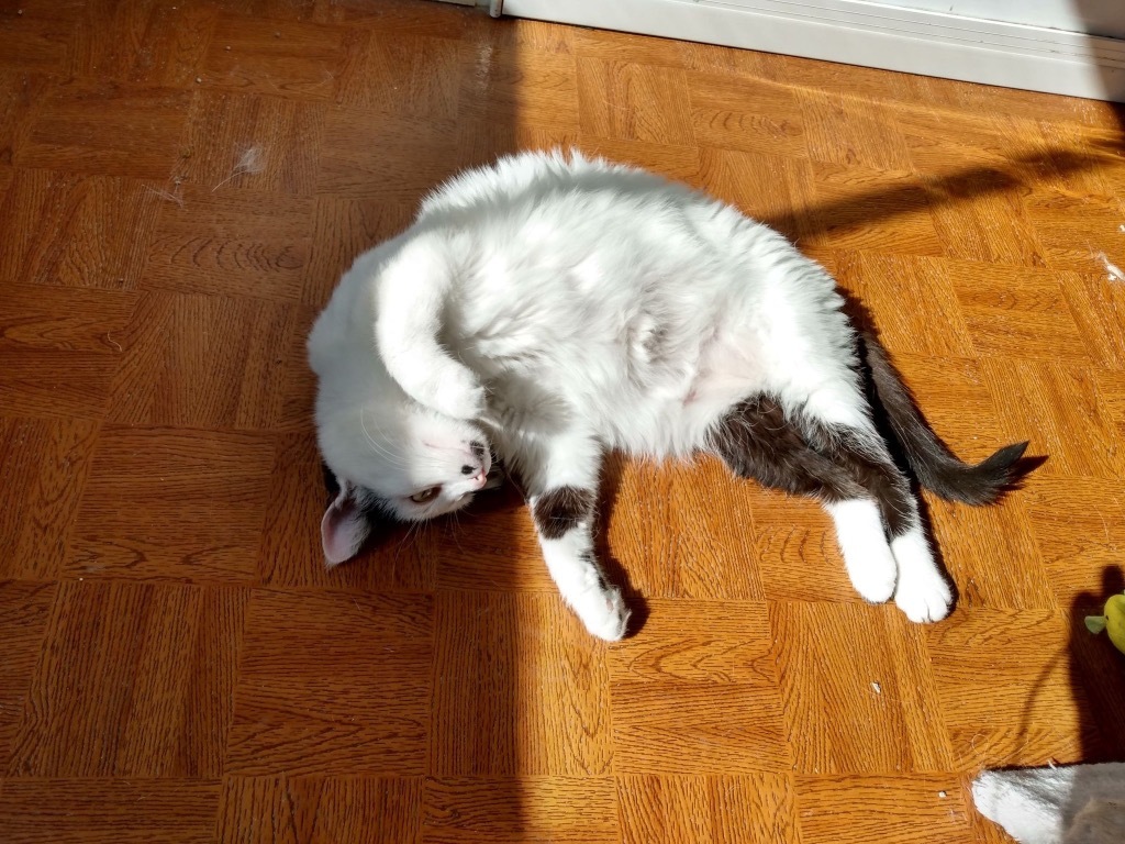 Marilyn, an adoptable Domestic Short Hair in Ogden, UT, 84409 | Photo Image 6