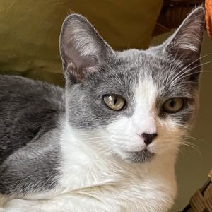 Ava (&amp; Bandit), Young Female Domestic Short Hair