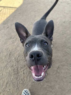 You can fill out an adoption application online on our official websiteMeet Bal
