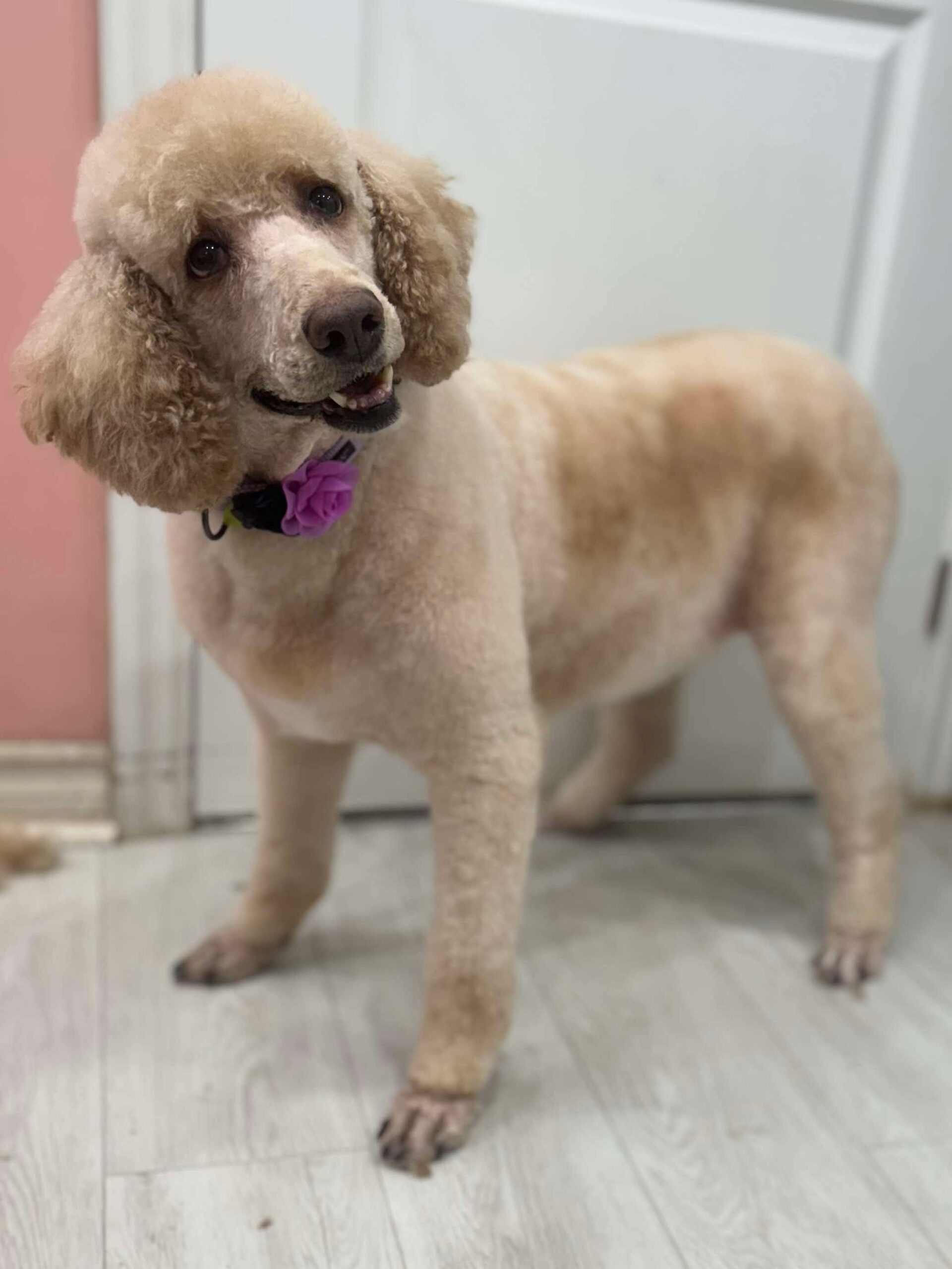 Chanel, an adoptable Standard Poodle in Ottawa, ON, K1N 5X8 | Photo Image 1