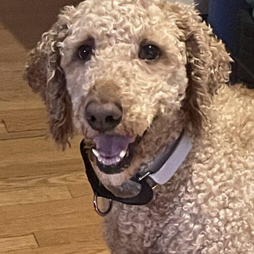 Chanel, an adoptable Standard Poodle in Ottawa, ON, K1N 5X8 | Photo Image 2