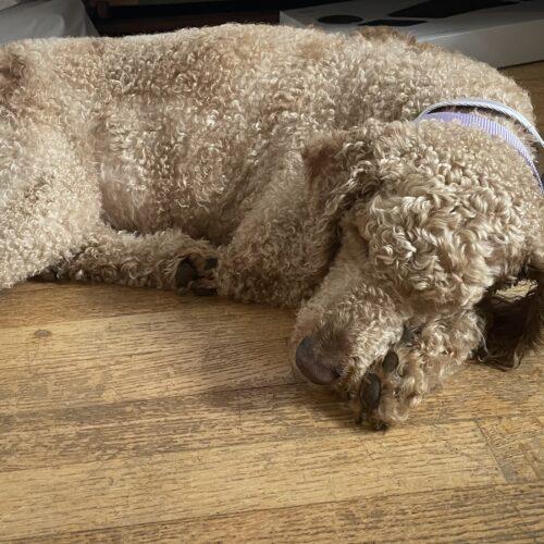 Chanel, an adoptable Standard Poodle in Ottawa, ON, K1N 5X8 | Photo Image 3