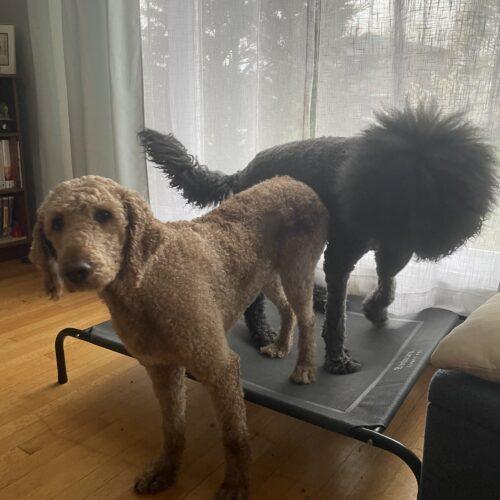 Chanel, an adoptable Standard Poodle in Ottawa, ON, K1N 5X8 | Photo Image 4