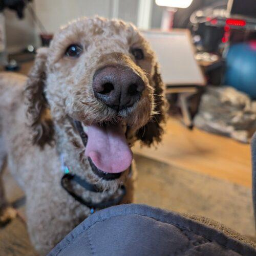 Chanel, an adoptable Standard Poodle in Ottawa, ON, K1N 5X8 | Photo Image 5