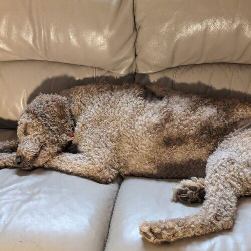 Chanel, an adoptable Standard Poodle in Ottawa, ON, K1N 5X8 | Photo Image 6