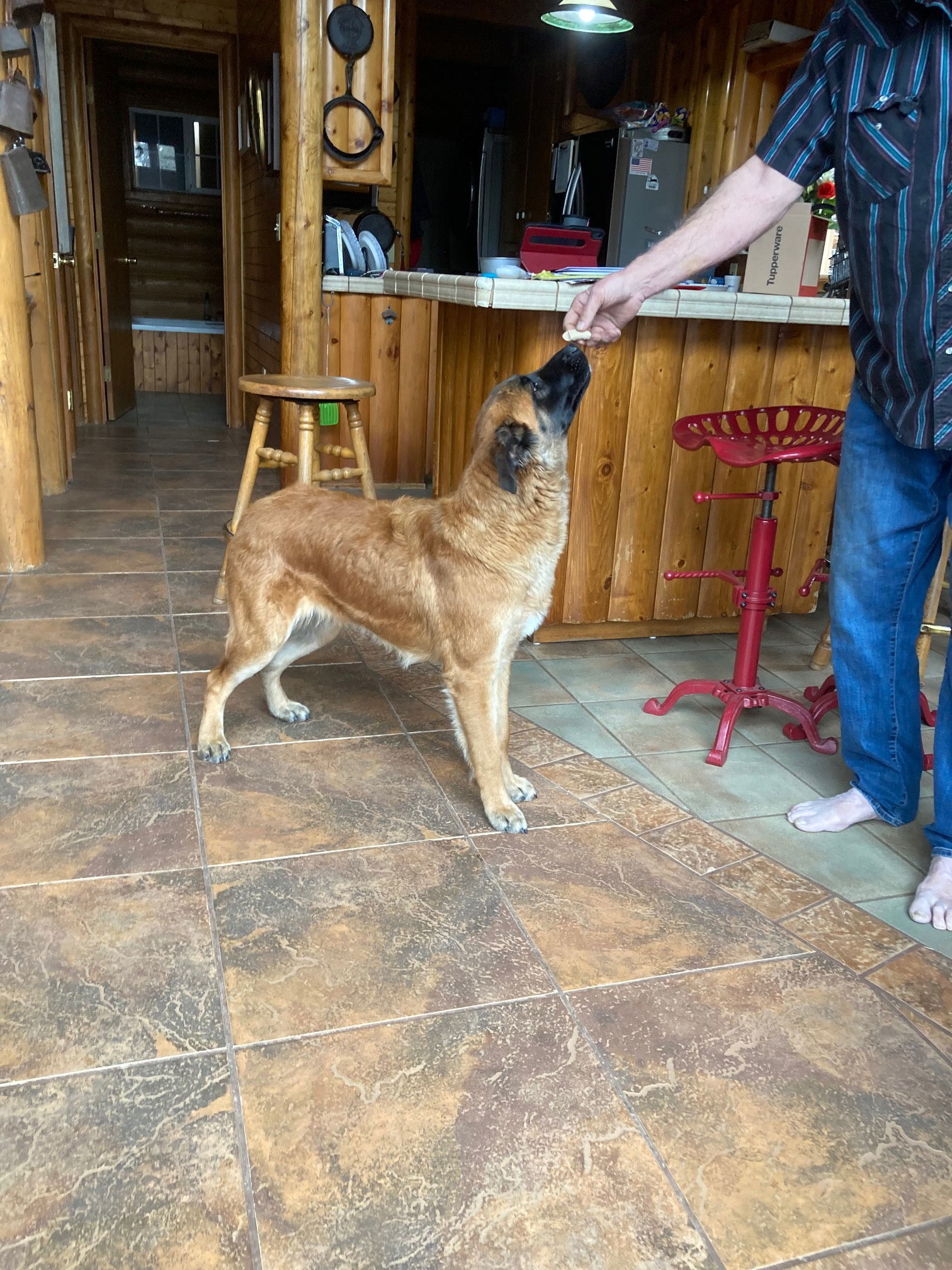 Beau, an adoptable German Shepherd Dog in McArthur, CA, 96056 | Photo Image 2