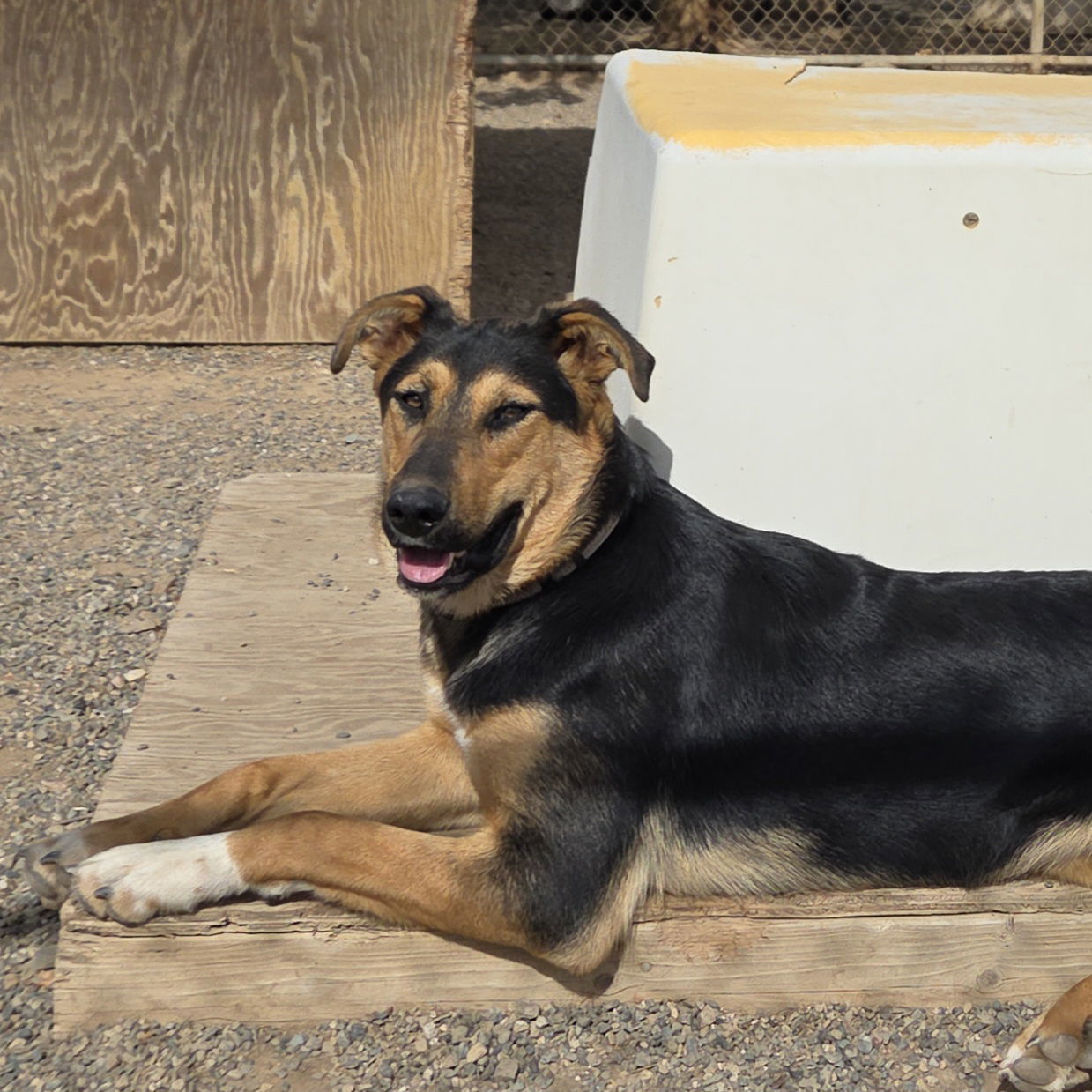 Aphrodite, an adoptable Shepherd in Yreka, CA, 96097 | Photo Image 1