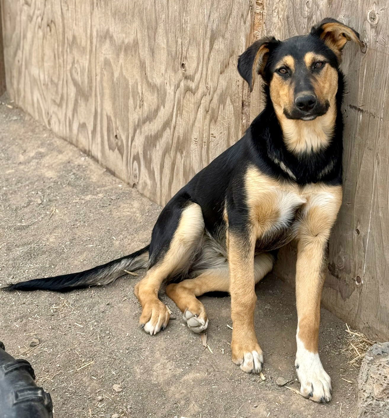 Aphrodite, an adoptable Shepherd in Yreka, CA, 96097 | Photo Image 2