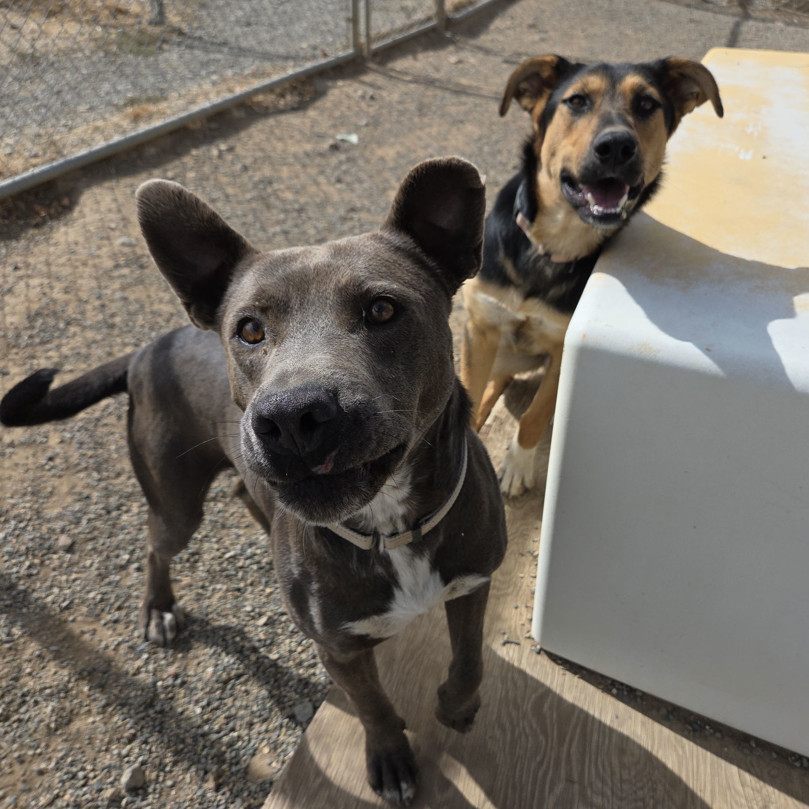 Aphrodite, an adoptable Shepherd in Yreka, CA, 96097 | Photo Image 3