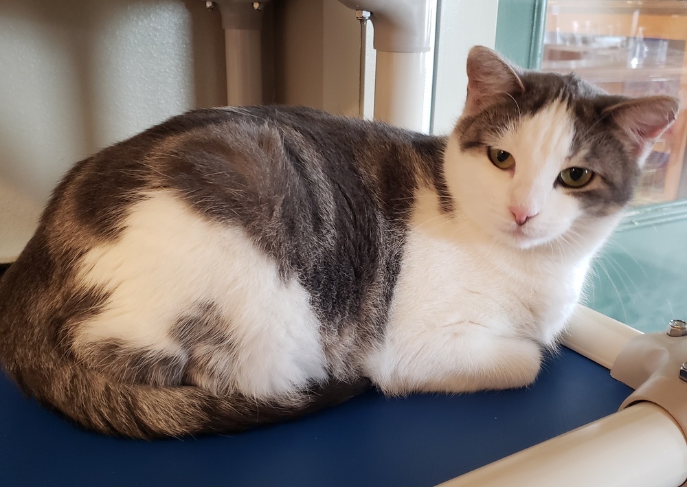 Fancy, an adoptable Domestic Short Hair in Challis, ID, 83226 | Photo Image 1