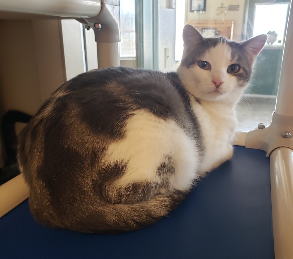 Fancy, an adoptable Domestic Short Hair in Challis, ID, 83226 | Photo Image 2