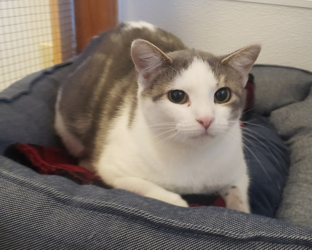 Fancy, an adoptable Domestic Short Hair in Challis, ID, 83226 | Photo Image 3