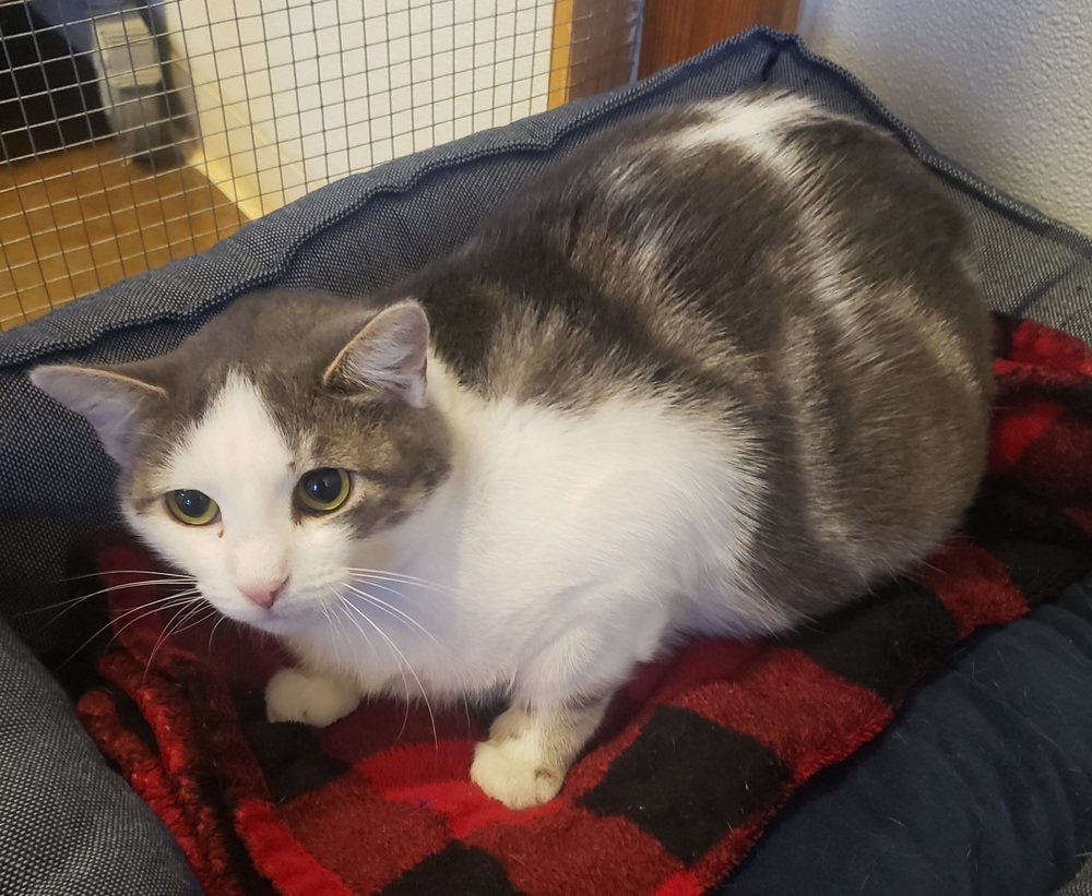 Fancy, an adoptable Domestic Short Hair in Challis, ID, 83226 | Photo Image 4