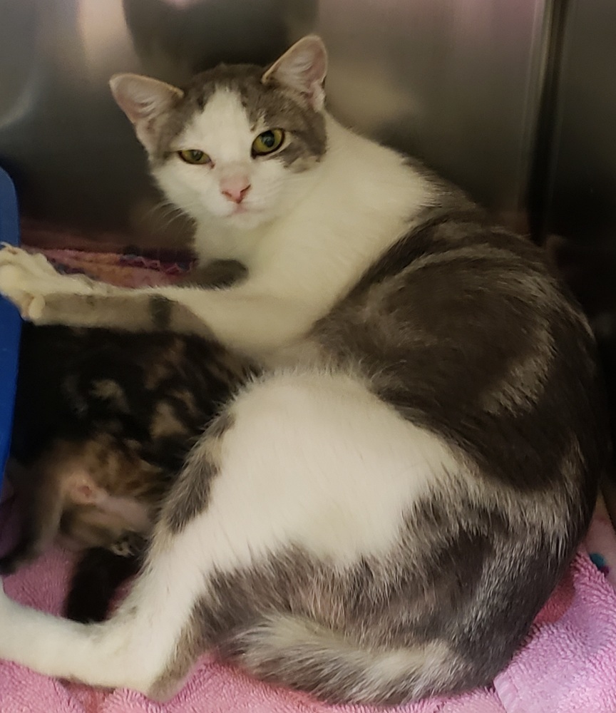 Fancy, an adoptable Domestic Short Hair in Challis, ID, 83226 | Photo Image 5