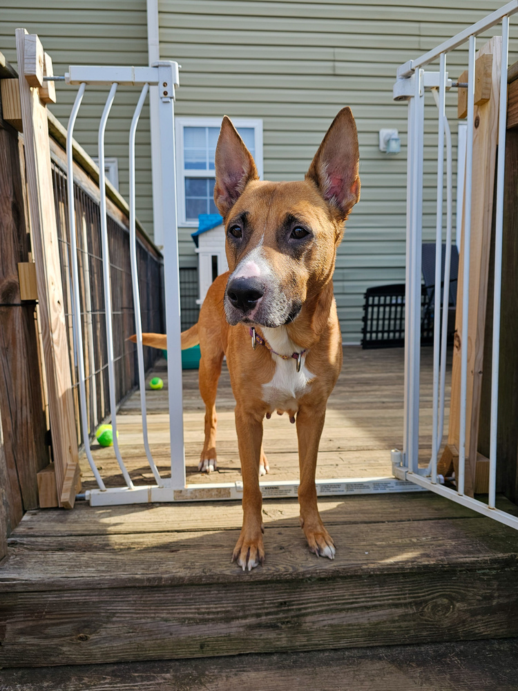 Iris