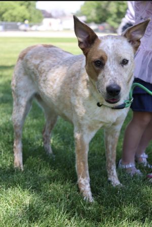 Dolores, Young Female Cattle Dog