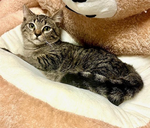 Nino, an adoptable Tabby in West Hills, CA, 91307 | Photo Image 1