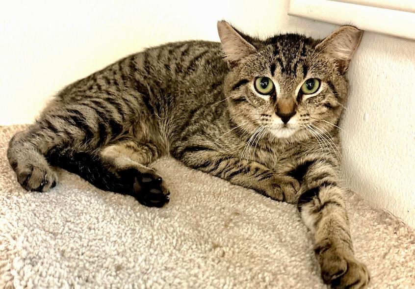 Nino, an adoptable Tabby in West Hills, CA, 91307 | Photo Image 2